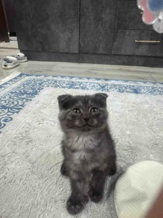 Кошки