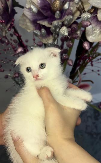 Отдаем породистых котят в добрые руки