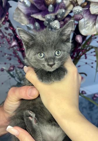Отдаем породистых котят в добрые руки