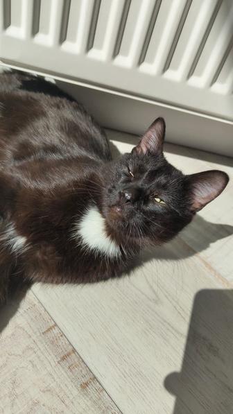 Котенок котик