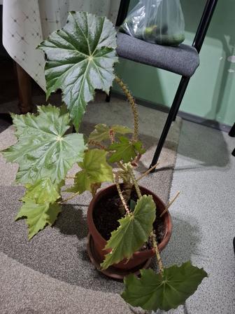 Бегония комнатные растения