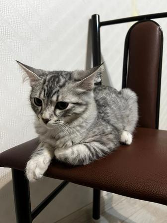 Котенок шотландский,мальчик