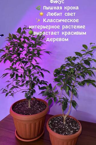 Комнатные растения