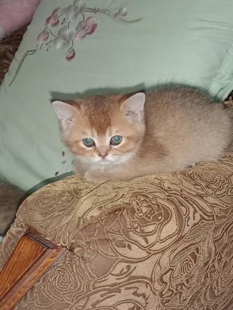 Продается кошечка девочка золотая Шиншилла Скоттиш страйт