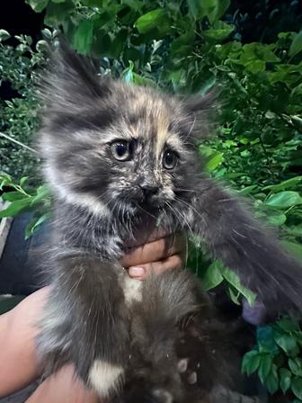 Котята в добрые руки-ищут дом и любящее сердце
