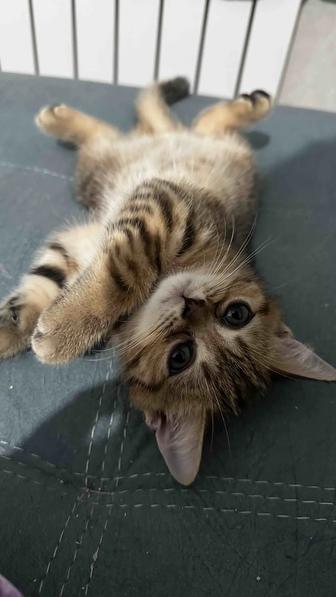 Котята Скоттиш-страйт ищут заботливых хозяев