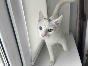 Кошка 5-6 месяцев, девочка