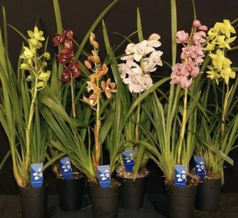Императорские орхидеи Цимбидиум