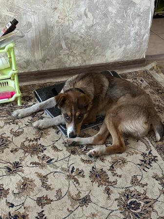 Молоденький красавивый песик в поисках дома!!