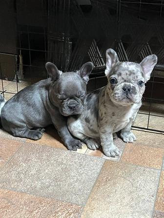 Французские бульдоги