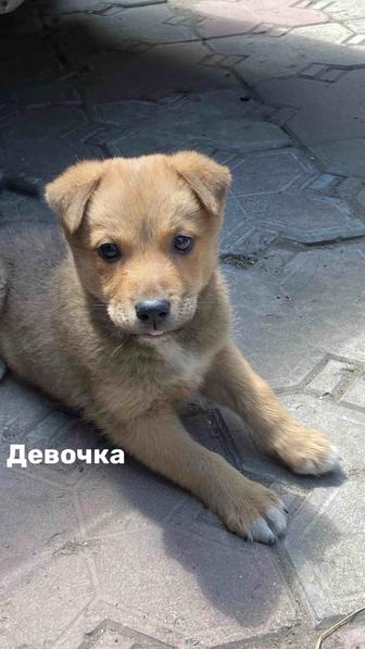 Отдам щенка в хорошие руки