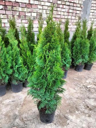 Туя Смарагд