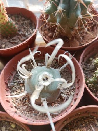 Кактусы, разные виды