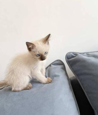 Ищем дом для маленькой принцессы! 
Очаровательный котенок, 2 месяца.