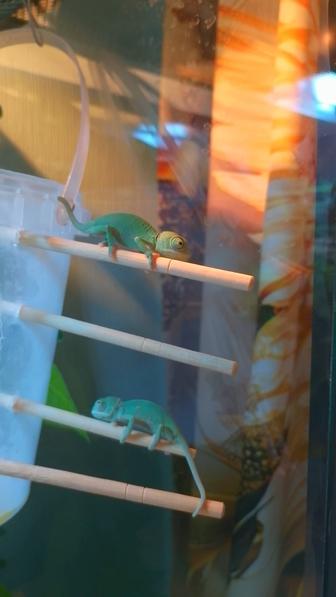 Хамелеоны малыши