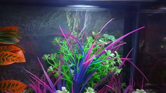 Хамелеоны малыши