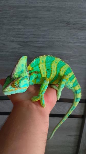 Хамелеоны малыши