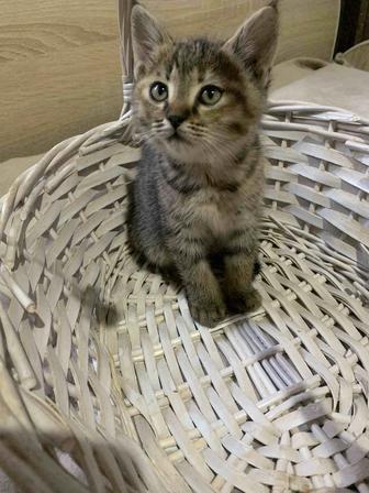 Котятки