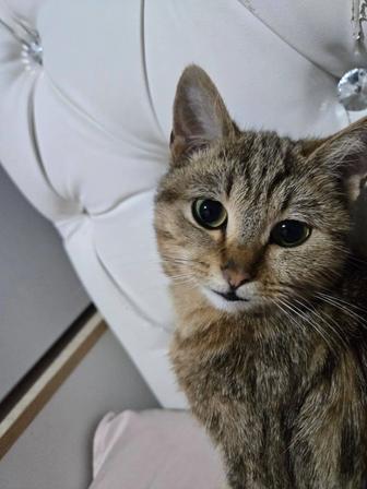 Отдам кошечку, маленькую в добрые руки