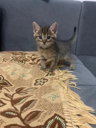 Отдам котика