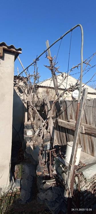 Обрезка деревьев и кустарника