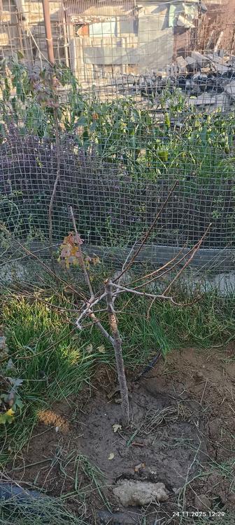 Обрезка деревьев и кустарника