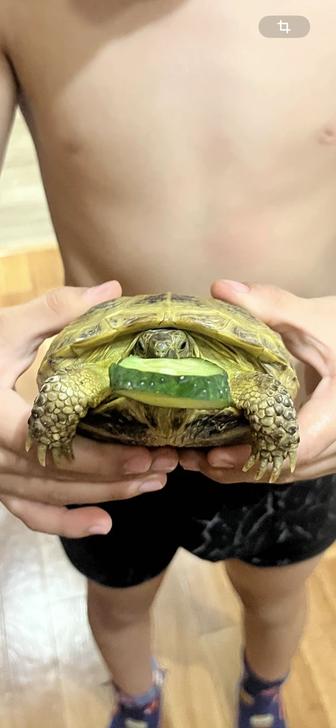 Продам черепаху