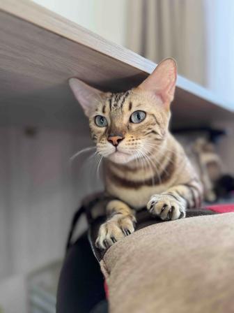 Отдам кошку в хорошие руки!