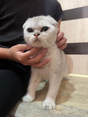 Котенок вислоухая шотландка