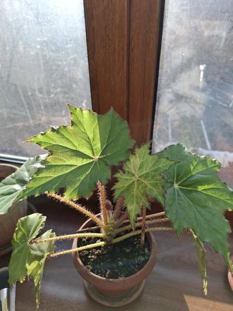 Бегония комнатные растения