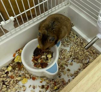 Отдадим хомячка