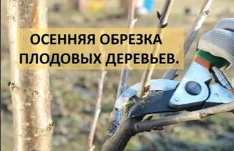 Зимняя обрезка плодовых деревьев