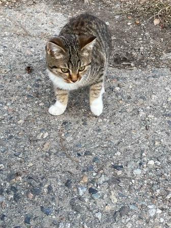 Отдам котенка в добрые руки