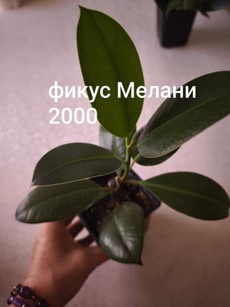 Алоэ Вера, Кротон, Замиокулькас,Диффенбахия,Толстянка, Эпипремнум