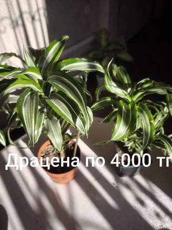 Алоэ Вера, Кротон, Замиокулькас,Диффенбахия,Толстянка, Эпипремнум