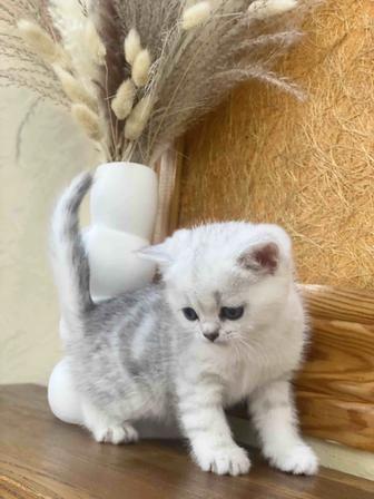 Клубная шотландская кошечка с документами