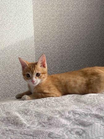 Котенок ищет дом