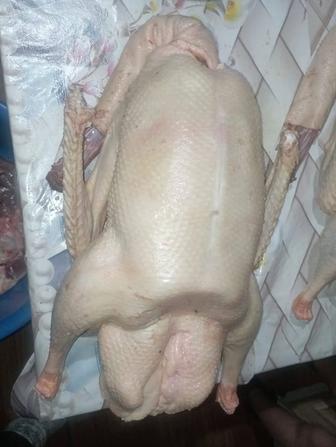 Продам мясо гусей, выращенных на экологически чистых кормах