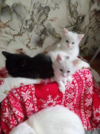 Отдам котят в добрые руки
