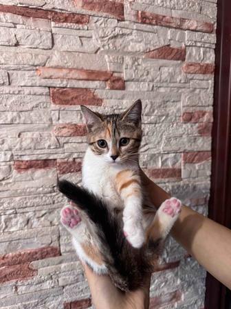 Кошечка (девочка)