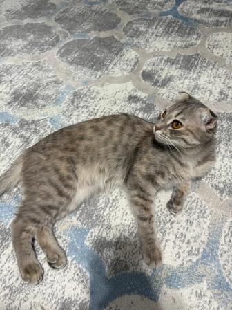 Отдам кота хороший руки