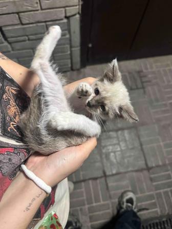 Отдам котенка в хорошие руки