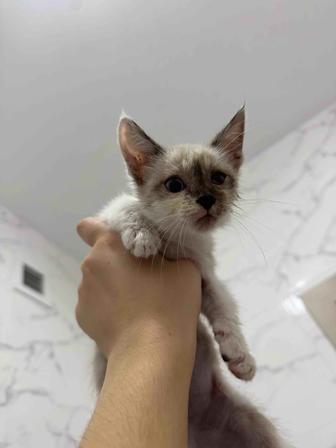 Отдам котенка в хорошие руки