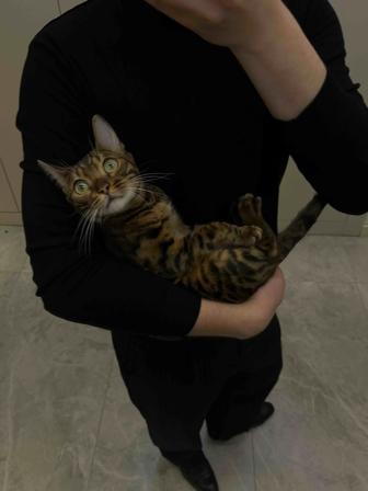 Ищем кота бенгала для вязки с чистокровной бенгальской годовалой кошкой