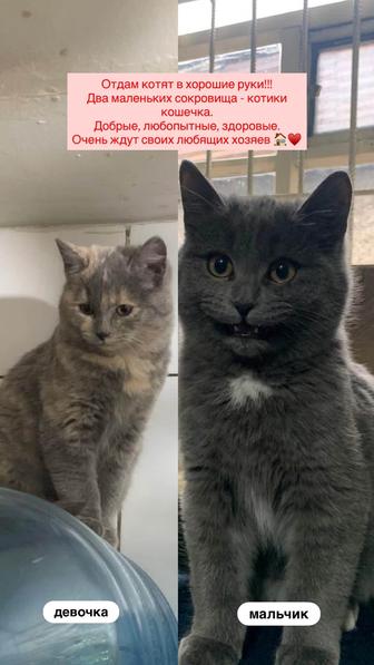 котенок, бесплатно, кошка