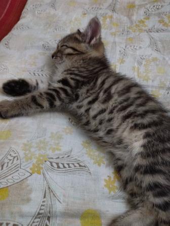 Ищу дом для котенка