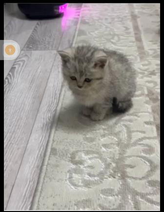 Котенок персидская