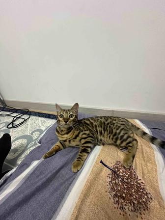 Продаю бенгальские Котенко