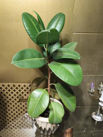 Фикус каучуконосный