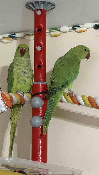 Ожереловые попугаи (2 шт) большая клетка проф. лампа